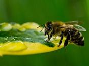 zones abeilles n’ont plus droit d’exister