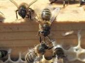 Prendre protection abeilles sérieux