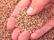OAIC: appel d'offres pour réaliser stations conditionnement semences céréales