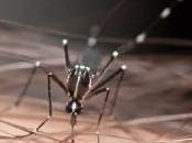 VIRUS ZIKA: nouvelle menace moustique tigre, France aussi
