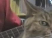 chat déteste guitare