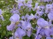 Carnet parfum iris fantômes