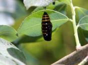 zérène groseillier