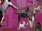 Pensez faire votre promo véhicule transports commun Walkcast l’affichage