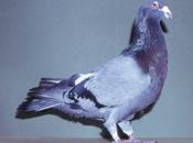 sens goût chez pigeons volailles