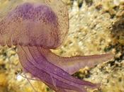 IMAGE JOUR: Pélagie