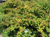 L'adrosème officinal