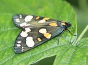 Callimorpha dominula