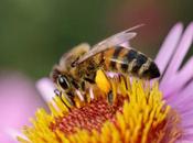 élus français partent croisade pour protéger abeilles