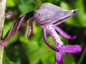 Orchis militaire