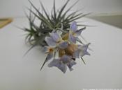 Tillandsia