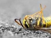 scientifiques alertent déclin massif toutes espèces d'insectes