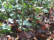 Dracunculus vulgaris