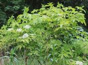 sureau blanc, pour inondations