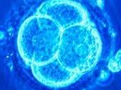 CEDH examine question l'utilisation embryons pour recherche scientifique