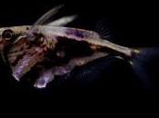 poisson volant filmé pendant secondes dessus l'eau