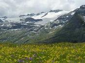 fleurs Alpes