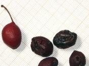 Prunus salicina cerasifera