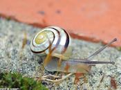 comptage escargots votre jardin, c'est été...