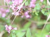 L'amaryllis butine l'origan