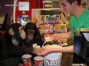 chimpanzés assistent projection planète Singes: L’Affrontement