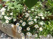 Bouture d'Anthémis réussie