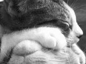 cutencats: sleeping Heart