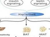 DIABÈTE, OBÉSITÉ: protéine régule insuline leptine Cell Metabolism