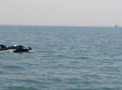 Charente-Maritime vingtaine dauphins aperçus large l'île d'Aix