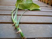 Bouture Monstera