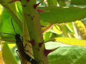 Symphytes mouches scie s'invitent jardin...