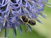 petites abeilles solitaires dites maçonnes...