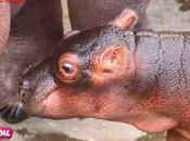 nouveau bébé hippopotame parc animalier d’attractions