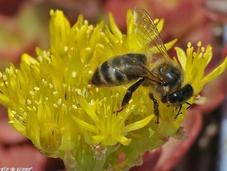 déclin préoccupant abeilles expliqué minutes