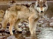 Loups dans reserve naturelle documentaire complet