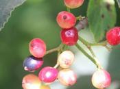 Viburnum lantana, remontée