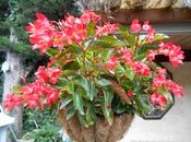 Bégonia Dragon Wings