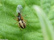 feuille chêne dans Cornus...