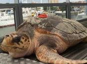 Rochelle deux cinq tortues marines relâchées début juillet l'Aquarium retrouvées sans