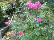 Aujourd'hui vais rester