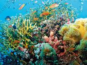 Biodiversité poissons coralliens l’empreinte passé