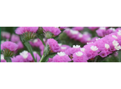 statice, encore fleur l'été