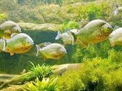 IMAGE JOUR: Piranhas