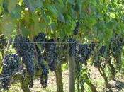 Après jardin Zen, Crozes Hermitage