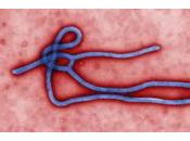Ebola, coût maladie