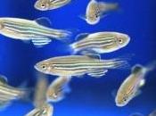 BIOLOGIE cellulaire: Mais comment poisson zèbre s'habille rayures Science