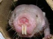 LONGÉVITÉ: rat-taupe livre nouveau secret Biochimica Biophysica Acta