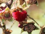 Rubus odoratus