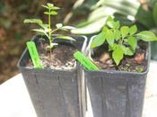 Zanthoxylum coreanum, champion