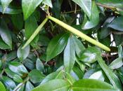 Fruit jasmin étoilé